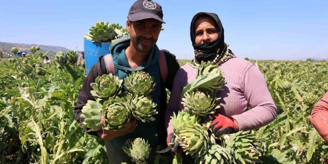 Tarlada ‘Yeşil elmas’ mesaisi sürüyor! Tanesi 35 TL’den çıkıyor 2